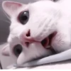 Kittycat :: 11