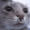 Kittycat :: 12