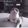 Kittycat :: 13