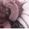Kittycat :: 14
