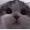 Kittycat :: 15