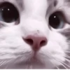 Kittycat :: 16