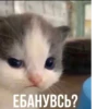 кіт hehe by @txxxic :: 15
