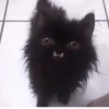 Kittycat :: 18