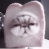Kittycat :: 19