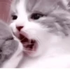 Kittycat :: 20
