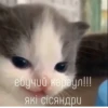 кіт hehe by @txxxic :: 23