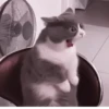 Kittycat :: 21