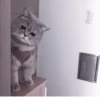 Kittycat :: 24