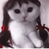Kittycat :: 25