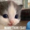 кіт hehe by @txxxic :: 27