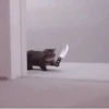 Kittycat :: 27