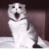 Kittycat :: 28