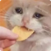 Cat Crying 5