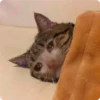 Cat Crying 6