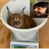 Big Floppa 5