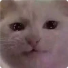 Cat Crying 7