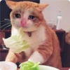 Cat Crying 8