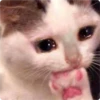 Cat Crying 10