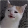 Cat Crying 11