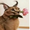 Big Floppa 10