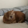Cat Crying 12