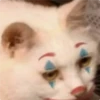 Cat Crying 13