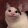 Cat Crying 14