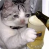 Cat Crying 15