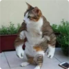 Cat Crying 16