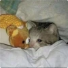 Cat Crying 17