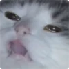 Cat Crying 20