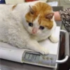 Cat Crying 21