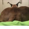 Big Floppa 20
