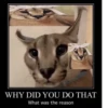 WHY DID YOU DO THAT What was the reason