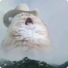 Cat Crying 23