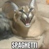 SPAGHETTI