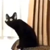 Cat Crying 24