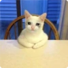 Cat Crying 25