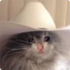 Cat Crying 26