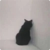 Cat Crying 27