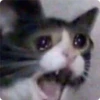 Cat Crying 29
