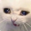 Cat Crying 30