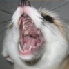 Reaction Foxes 5