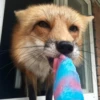 Reaction Foxes 6