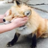 Reaction Foxes 7