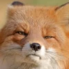 Reaction Foxes 8