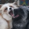 Reaction Foxes 9