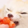 Reaction Foxes 10