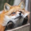 Reaction Foxes 11